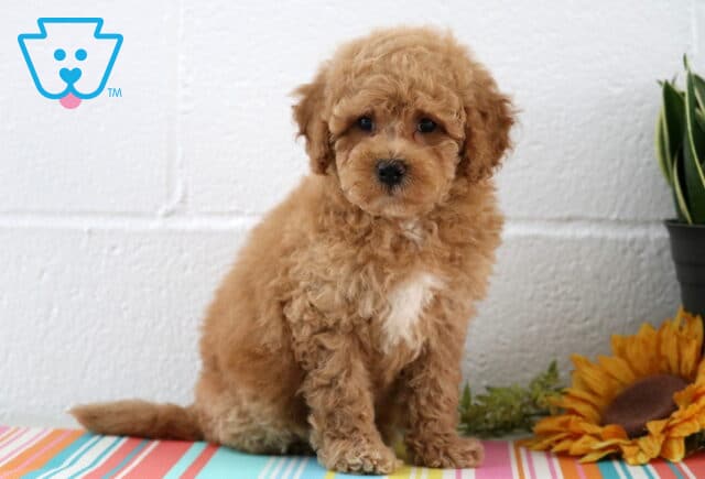 Curly apricot Maltipoo puppy with a small white patch on its chest sits on a striped surface, framed by a bright sunflower and leafy plant, looking calmly at the camera. image