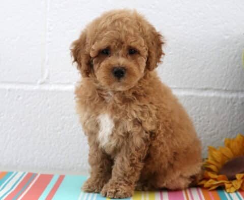 Light reddish-brown Maltipoo puppy with a white chest patch sits sweetly on a colorful striped table beside a sunflower and a potted plant, gazing softly ahead.