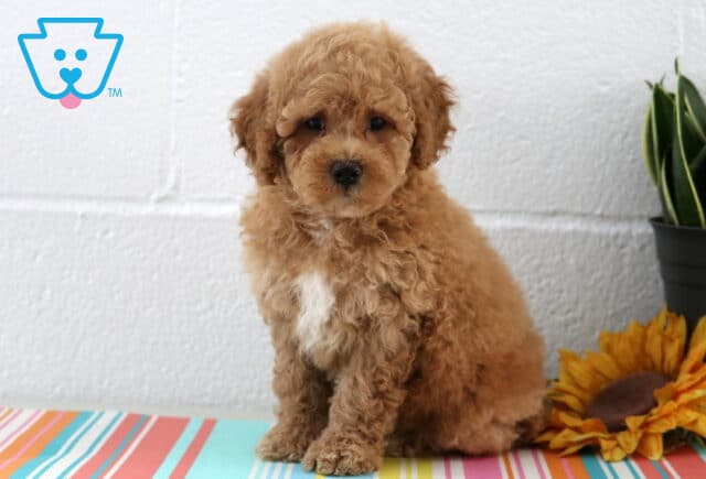 Light reddish-brown Maltipoo puppy with a white chest patch sits sweetly on a colorful striped table beside a sunflower and a potted plant, gazing softly ahead. image