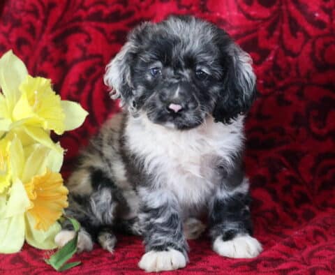 Sweet blue merle Cockapoo puppy with a white chest and paws sitting in front of a red patterned backdrop, with yellow flowers to the left.
