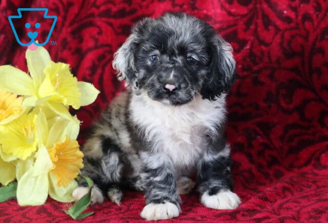 Sweet blue merle Cockapoo puppy with a white chest and paws sitting in front of a red patterned backdrop, with yellow flowers to the left. image