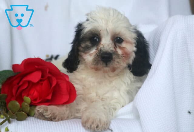 Cream and black Havapoo puppy with soft curls and dark eyes lounges on a white blanket beside a bright red rose and greenery, looking calm and sweet. image