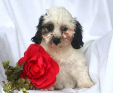 Cream-colored Havapoo puppy with dark ears and facial patches sits upright on a white blanket next to a bright red rose and green leaves, looking curious and gentle.