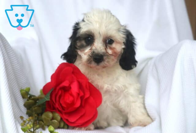 Cream-colored Havapoo puppy with dark ears and facial patches sits upright on a white blanket next to a bright red rose and green leaves, looking curious and gentle. image