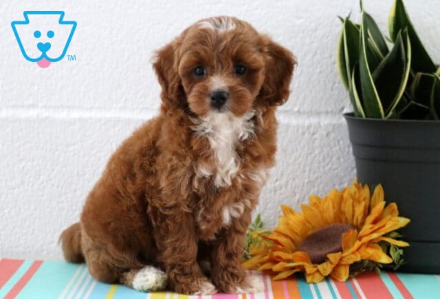 Adorable reddish-brown Maltipoo puppy with a white chest and paw, sitting on a colorful mat next to a bright sunflower and green potted plant. image