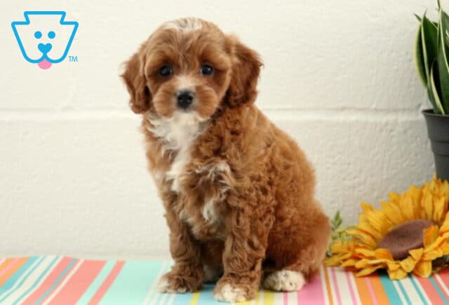 Charming reddish-brown Maltipoo puppy with white markings on the chest, nose, and paws, sitting sweetly beside a sunflower on a colorful striped surface. image