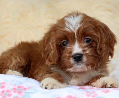 Adorable brown and white Cavapoo puppy lying on a floral blanket with a fluffy cream background, gazing sweetly at the camera.