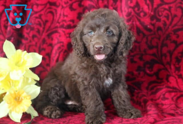 Happy chocolate Cockapoo puppy sitting on a red patterned blanket with yellow flowers beside them, showing a cute pink tongue and soft curly fur. image