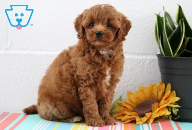 Adorable red Maltipoo puppy with soft, curly fur and a white patch on its chest sits calmly on a striped surface beside a sunflower and green potted plant. image