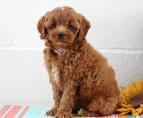 Charming red Maltipoo puppy with a white chest patch and soft curly coat sits upright on a colorful striped surface beside a sunflower and potted plant.