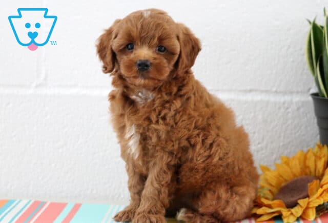 Charming red Maltipoo puppy with a white chest patch and soft curly coat sits upright on a colorful striped surface beside a sunflower and potted plant. image