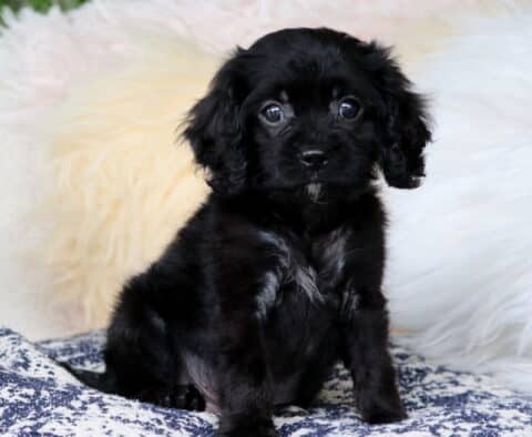 Adorable black Cavapoo puppy with soft, curly ears and a tiny white patch on the chest sitting on a cozy blue and white blanket in front of a fluffy background.
