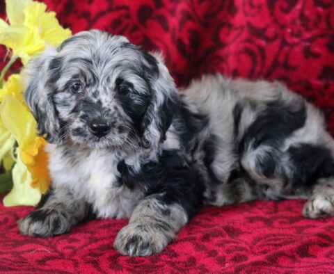 Adorable merle Cockapoo puppy with a wavy black, gray, and white coat, lying on a red patterned blanket beside bright yellow flowers.
