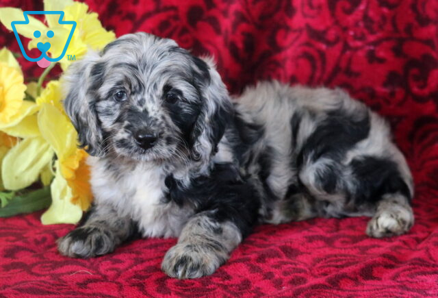 Adorable merle Cockapoo puppy with a wavy black, gray, and white coat, lying on a red patterned blanket beside bright yellow flowers. image