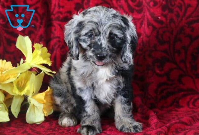 Playful merle Cockapoo puppy with a curly black, gray, and white coat sitting on a red patterned blanket, showing a tiny pink tongue, next to yellow flowers. image