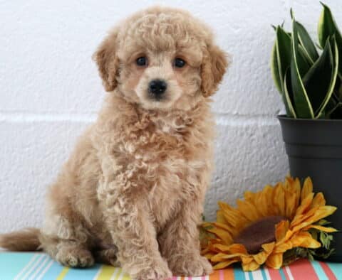 Adorable apricot-colored Maltipoo puppy with a fluffy coat and curious expression sits beside a sunflower and a green potted plant on a striped mat.
