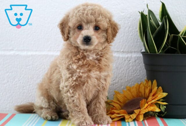 Adorable apricot-colored Maltipoo puppy with a fluffy coat and curious expression sits beside a sunflower and a green potted plant on a striped mat. image