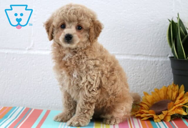 Curly-coated apricot Maltipoo puppy sitting sweetly on a colorful striped mat with a sunflower and green potted plant beside it. image