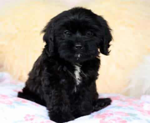 Adorable black Cavapoo puppy with a white patch on its chest sitting upright on a floral blanket with a fluffy cream-colored backdrop.