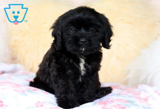 Adorable black Cavapoo puppy with a white patch on its chest sitting upright on a floral blanket with a fluffy cream-colored backdrop. image