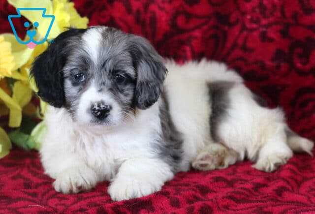 Adorable merle Cockapoo puppy with soft white and gray fur, black ears, and a speckled nose, lying on a deep red patterned blanket beside a cluster of yellow flowers. image