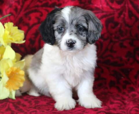 Sweet merle Cockapoo puppy with a fluffy white and gray coat, black ears, and a speckled nose, sitting upright against a red patterned backdrop with yellow flowers beside it.
