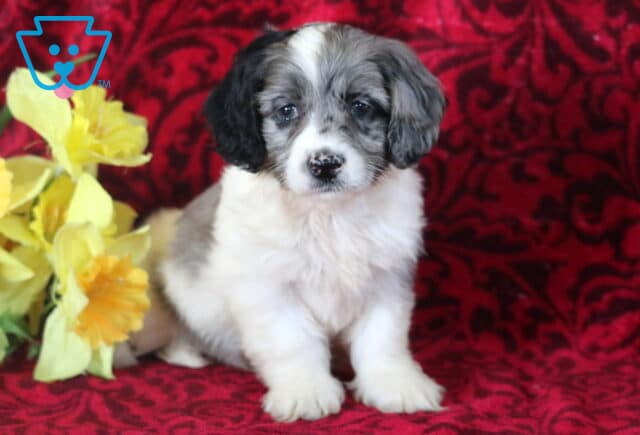 Sweet merle Cockapoo puppy with a fluffy white and gray coat, black ears, and a speckled nose, sitting upright against a red patterned backdrop with yellow flowers beside it. image