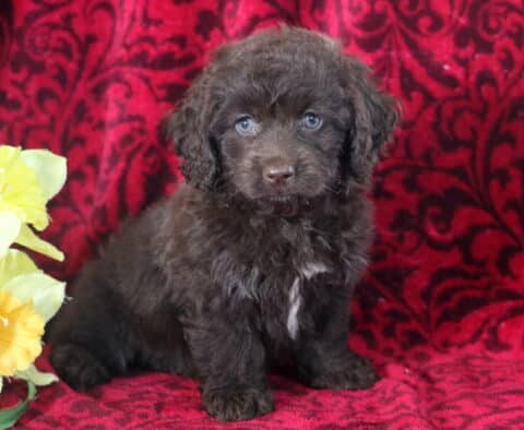 Fluffy chocolate Cockapoo puppy with striking blue eyes and a small white patch on its chest sitting on a red patterned blanket beside yellow flowers.