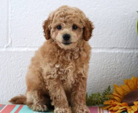 Charming Maltipoo puppy with a soft apricot coat and round eyes sits on a colorful striped surface next to a sunflower and leafy plant, looking alert and sweet.