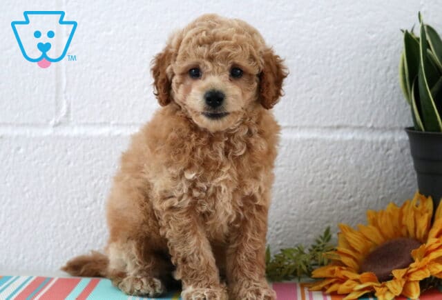 Charming Maltipoo puppy with a soft apricot coat and round eyes sits on a colorful striped surface next to a sunflower and leafy plant, looking alert and sweet. image