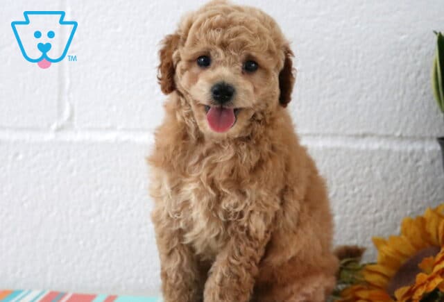 Happy Maltipoo puppy with a curly apricot coat and bright eyes sits in front of a white wall, mouth open in a cheerful pant beside a sunflower and striped surface. image