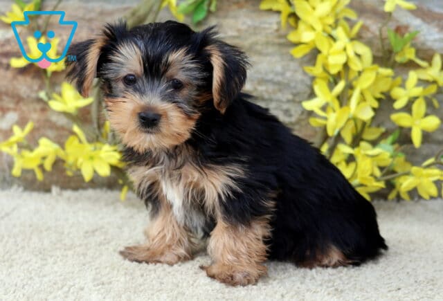 Sweet Yorkshire Terrier puppy sitting sideways on a cream carpet, showing off its silky black and tan fur with bright yellow flowers and a stone wall in the background. image