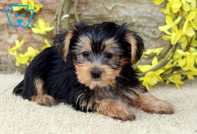 Cute Yorkshire Terrier puppy lying down on a soft cream carpet, with shiny black and tan fur and bright eyes, framed by a rustic stone wall and yellow floral decorations. image