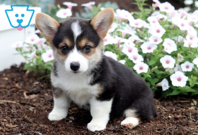 Buttercup Corgi image