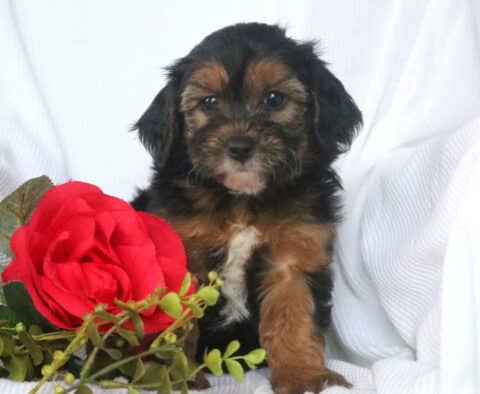 Adorable Havapoo puppy with a black and tan coat sits on a white blanket beside a vibrant red rose and greenery, gazing sweetly at the camera.