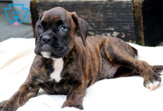 Chance Boxer image