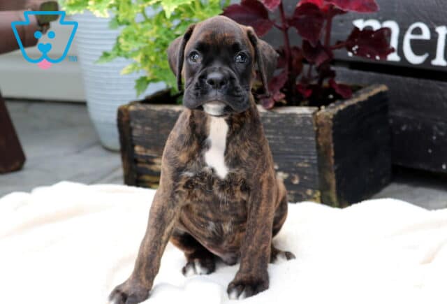 Chance Boxer2 image