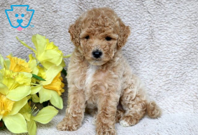 Curly apricot Mini Poodle puppy sitting on a textured beige blanket beside a bunch of vibrant yellow flowers, looking sweetly at the camera. image