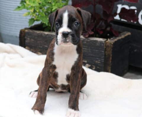 Charm Boxer