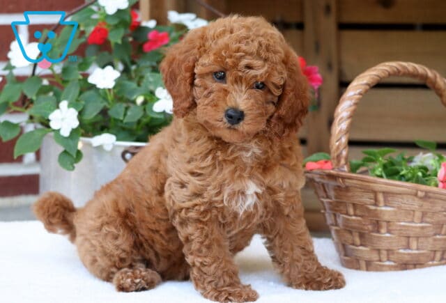 Adorable Mini Poodle puppy with rich apricot curls and a white chest patch sitting on a soft white surface beside vibrant red and white flowers in a wicker basket. image