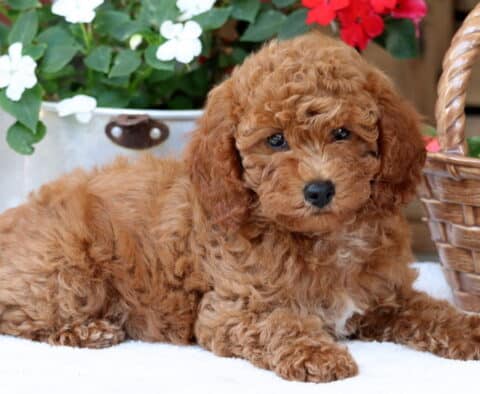 Fluffy Mini Poodle puppy with curly apricot fur relaxing on a white blanket, surrounded by red and white blooming flowers and a woven basket.