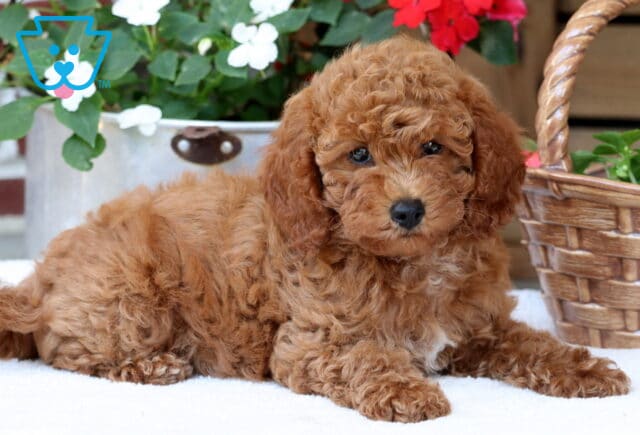 Fluffy Mini Poodle puppy with curly apricot fur relaxing on a white blanket, surrounded by red and white blooming flowers and a woven basket. image