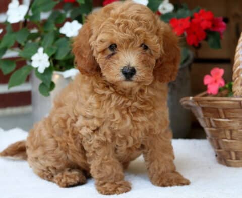 Mini Poodle puppy with a fluffy apricot-colored coat and cream muzzle, sitting on a white blanket near a wicker basket and vibrant red and white flowers.