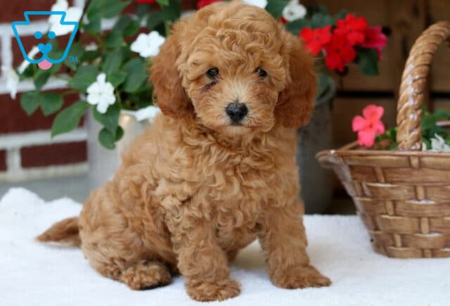 Mini Poodle puppy with a fluffy apricot-colored coat and cream muzzle, sitting on a white blanket near a wicker basket and vibrant red and white flowers. image