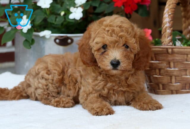 Mini Poodle puppy with soft, curly apricot fur lying on a white blanket in front of a metal flower bucket and wicker basket with red and white blooms. image