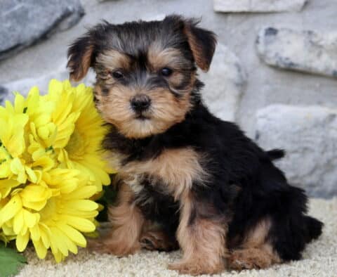 Adorable Yorkshire Terrier puppy with a fluffy black and tan coat sitting beside a bunch of bright yellow flowers, against a light stone wall background.