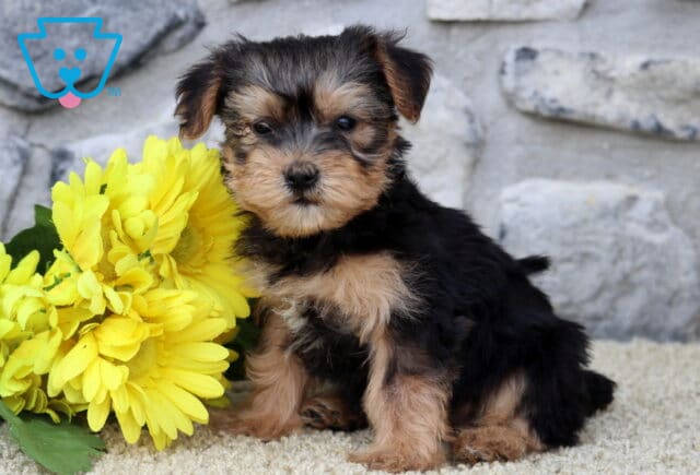Adorable Yorkshire Terrier puppy with a fluffy black and tan coat sitting beside a bunch of bright yellow flowers, against a light stone wall background. image