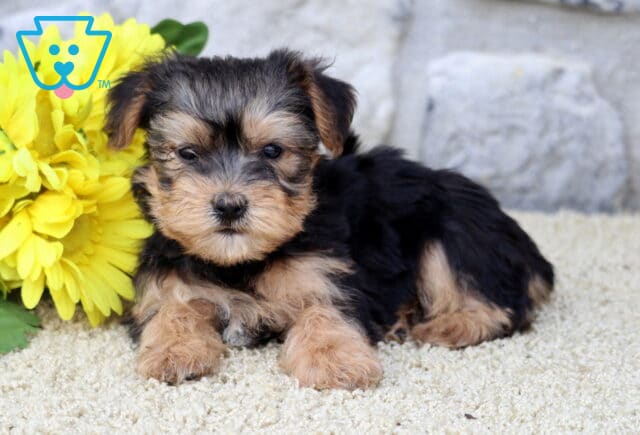 Adorable Yorkshire Terrier puppy with a soft black and tan coat lying on a light carpet, next to bright yellow flowers and a stone wall background. image