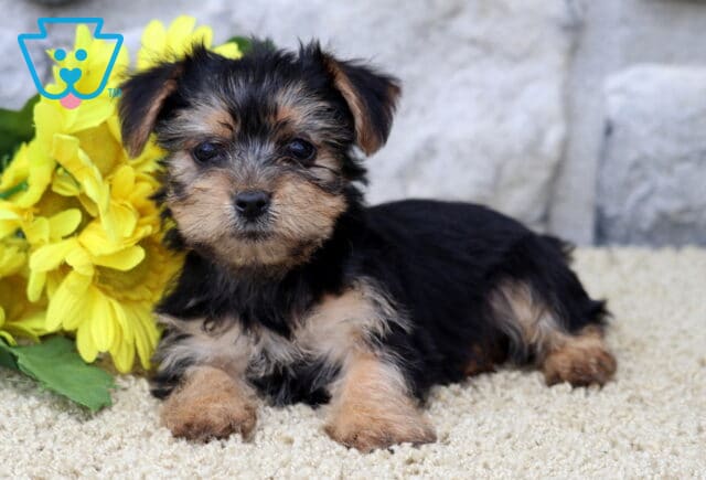 Sweet Yorkshire Terrier puppy lying on a soft beige carpet beside vibrant yellow flowers, with a stone wall backdrop. image