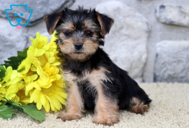 Adorable Yorkshire Terrier puppy sitting upright on a light carpet, with cheerful yellow flowers and a stone wall in the background. image